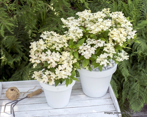 Hydrangea paniculata 'Polestar ®'